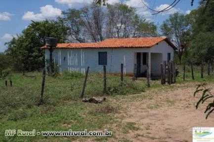 Fazenda Bahia –8000 hectares - Município Wanderley- Oeste Baiano