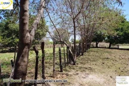 Fazenda em Cotegipe –1250 hectares - Oeste Baiano