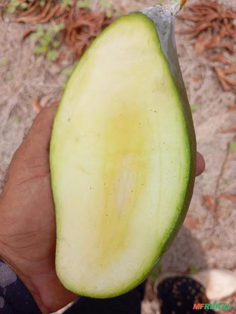 Mangas frescas semi orgânicas Imagem Mangas frescas semi orgânicas