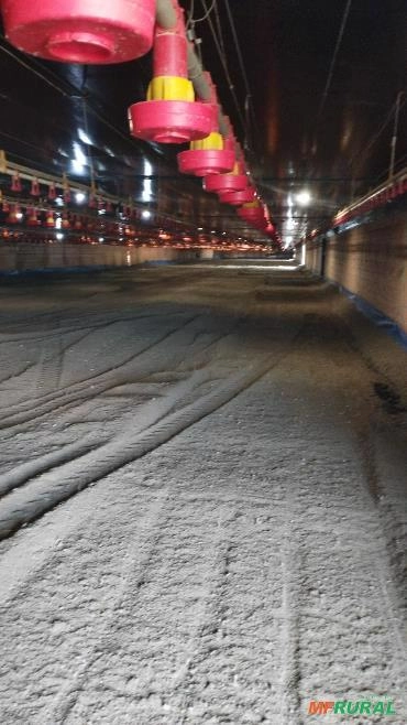 Cama de frango Imagem Cama de frango