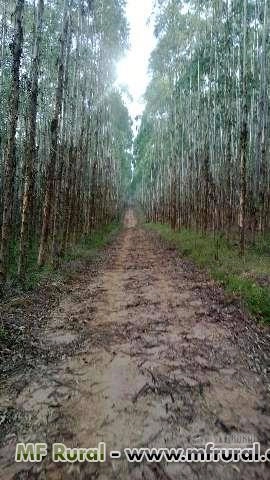 Compro eucalipto e pinus Imagem Compro eucalipto e pinus