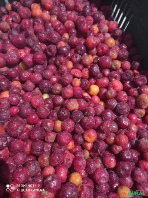 Acerola Fruta Imagem Acerola Fruta