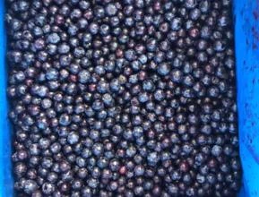 Blueberry congelado