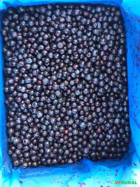 Blueberry congelado Imagem Blueberry congelado