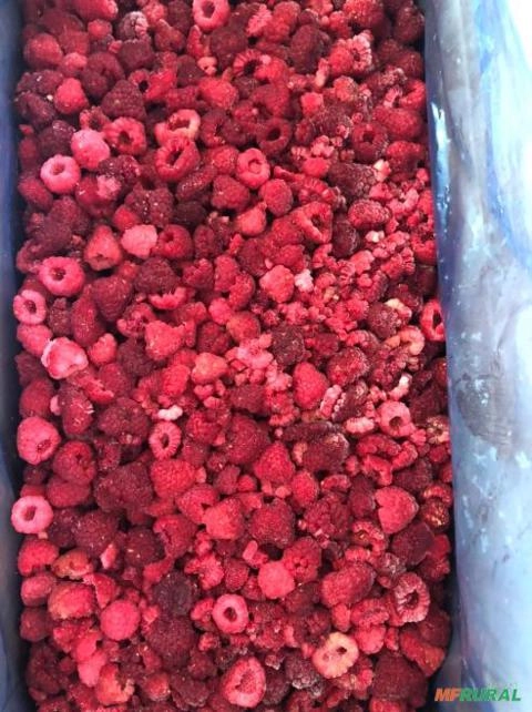 framboesa congelada e importada Imagem framboesa congelada e importada