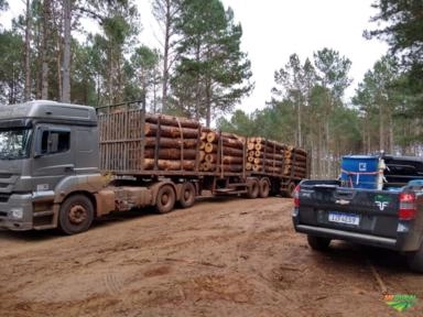 Imagem Toras de pinus de todas as bitolas e comprimentos!!! Imagem Toras de pinus de todas as bitolas e comprimentos!!!