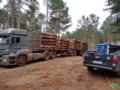 Toras de pinus de todas as bitolas e comprimentos!!! Imagem Toras de pinus de todas as bitolas e comprimentos!!!