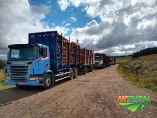 Imagem Toras de pinus de todas as bitolas e comprimentos!!! Imagem Toras de pinus de todas as bitolas e comprimentos!!!