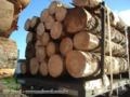 Toras de pinus de todas as bitolas e comprimentos!!! Imagem Toras de pinus de todas as bitolas e comprimentos!!!