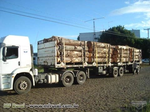 Imagem Toras de pinus de todas as bitolas e comprimentos!!! Imagem Toras de pinus de todas as bitolas e comprimentos!!!