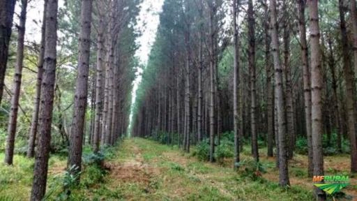 Toras de Eucalipto, Pinus e Acácia para exportação Imagem Toras de Eucalipto, Pinus e Acácia para exportação