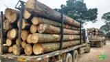 Toras de Eucalipto, Pinus e Acácia para exportação Imagem Toras de Eucalipto, Pinus e Acácia para exportação