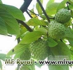 Mudas de atemoia Imagem Mudas de atemoia