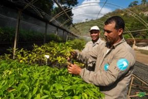 Mudas espécies Nativas da Mata Atlântica