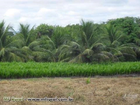 Mudas de Coqueiro Anão Verde "Vendo ou Troco em carros ou caminhões" Imagem Mudas de Coqueiro Anão Verde "Vendo ou Troco em carros ou caminhões"