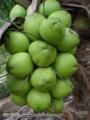MUDAS DE COCO ANAO VERDE Imagem MUDAS DE COCO ANAO VERDE