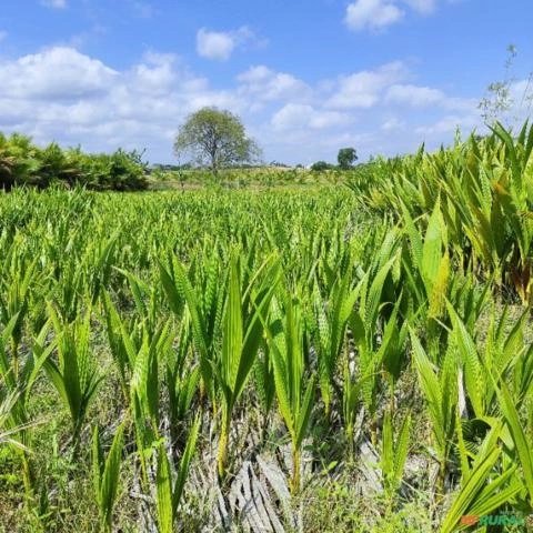 MUDAS DE COCO ANAO VERDE Imagem MUDAS DE COCO ANAO VERDE