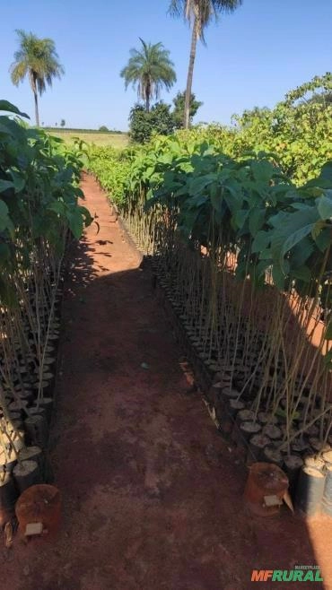 Mudas Nativas Imagem Mudas Nativas