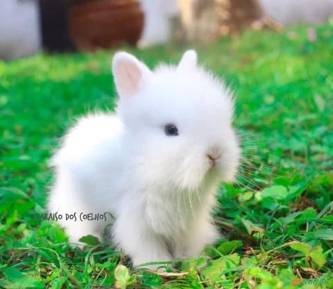 Mini coelhos