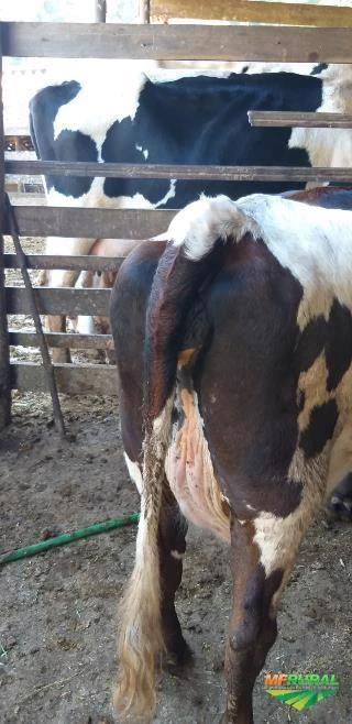 mini vaca leiteira
