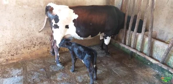 mini vaca leiteira