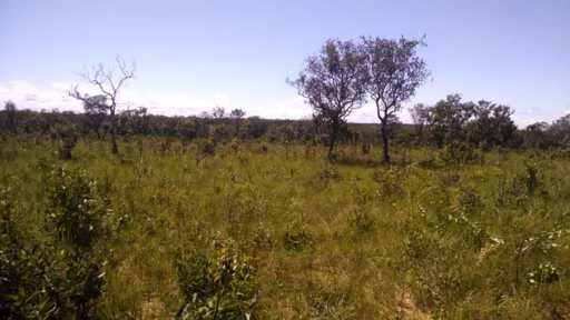 FAZENDA TOCANTINS  CERCADA, FÁCIL ACESSO