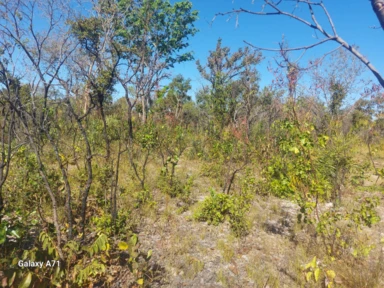 FAZENDA TOCANTINS  CERCADA, FÁCIL ACESSO