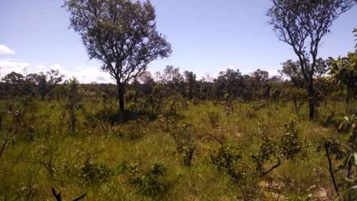 FAZENDA TOCANTINS  CERCADA, FÁCIL ACESSO