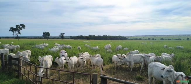 BEZERROS NELORE DESMAMA Imagem BEZERROS NELORE DESMAMA