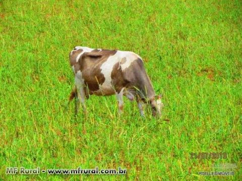 OPORTUNIDADE - VENDO FAZENDA 1.669 HA EM RANCHARIA ÓTIMA PARA ACRICULTURA E PECUARIA