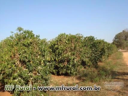 Oportunidade - Fazenda de café irrigado na região de Piumhi MG 480 ha, detalhes na descrição