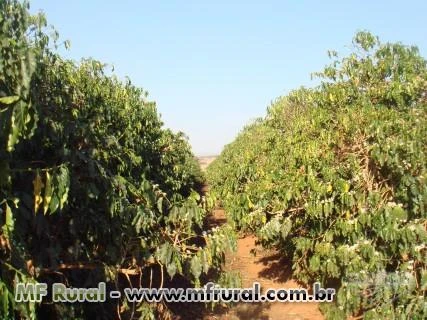 Oportunidade - Fazenda de café irrigado na região de Piumhi MG 480 ha, detalhes na descrição