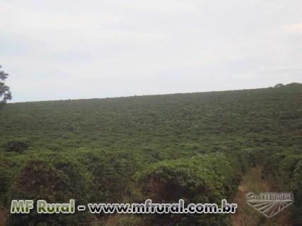 Oportunidade - Fazenda de café irrigado na Região de Guape MG 357 ha