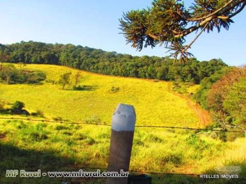 Oportunidade - Fazenda em Socorro Sp arrendada em batata, mexerica e pasto com 130 ha