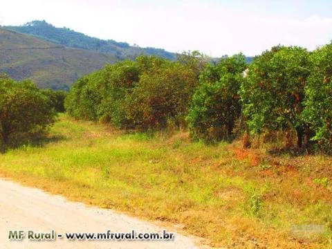 Oportunidade de Fazenda em Socorro Sp com 241 alq  formada em pasto, laranja e batata e granja