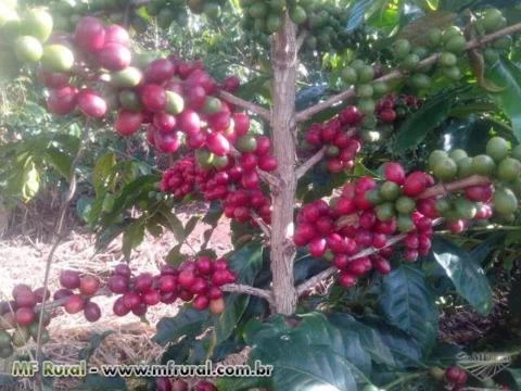 Oportunidade - Fazenda de café orgânico no Sul de Minas Gerais - 484 ha c/água mineral registra