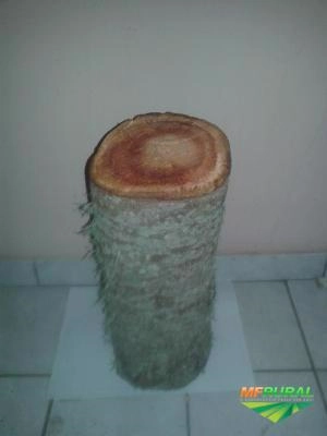 Madeira lei cedro australiano Imagem Madeira lei cedro australiano