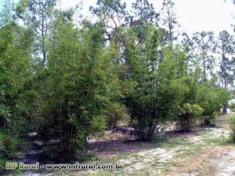 Rizomas E Mudas De Bambu Gigante, Guadua, Mosso e muitas outras espécies R$19,90