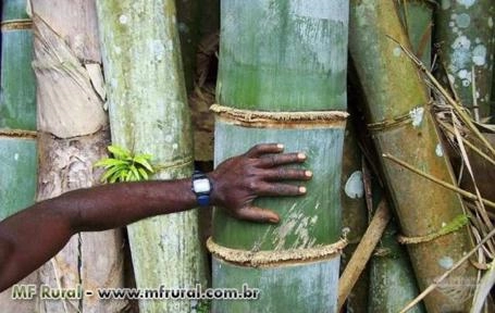 Imagem Rizomas E Mudas De Bambu Gigante, Guadua, Mosso e muitas outras espécies R$19,90 Imagem Rizomas E Mudas De Bambu Gigante, Guadua, Mosso e muitas outras espécies R$19,90