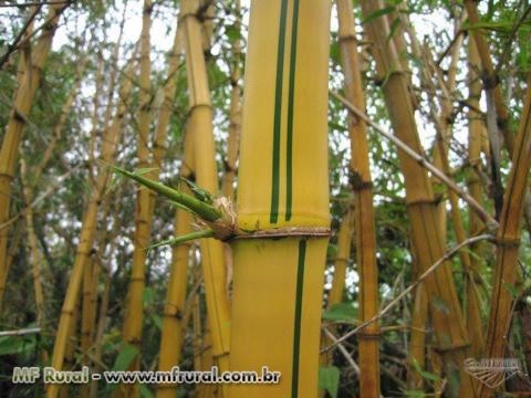 Imagem Rizomas E Mudas De Bambu Gigante, Guadua, Mosso e muitas outras espécies R$19,90 Imagem Rizomas E Mudas De Bambu Gigante, Guadua, Mosso e muitas outras espécies R$19,90