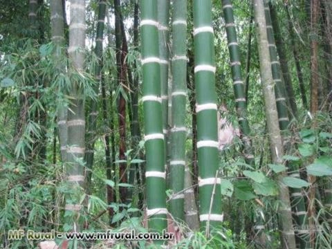 Imagem Rizomas E Mudas De Bambu Gigante, Guadua, Mosso e muitas outras espécies R$19,90 Imagem Rizomas E Mudas De Bambu Gigante, Guadua, Mosso e muitas outras espécies R$19,90