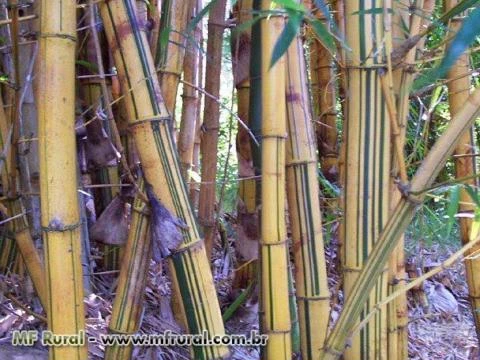 Rizomas E Mudas De Bambu Gigante, Guadua, Mosso e muitas outras espécies R$19,90