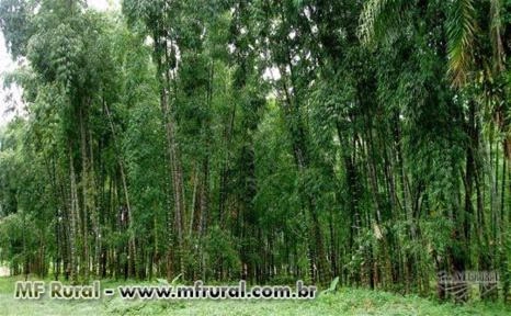 Imagem Rizomas E Mudas De Bambu Gigante, Guadua, Mosso e muitas outras espécies R$19,90 Imagem Rizomas E Mudas De Bambu Gigante, Guadua, Mosso e muitas outras espécies R$19,90