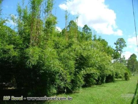 Imagem Rizomas E Mudas De Bambu Gigante, Guadua, Mosso e muitas outras espécies R$19,90 Imagem Rizomas E Mudas De Bambu Gigante, Guadua, Mosso e muitas outras espécies R$19,90