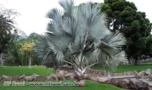 sementes Palmeira Azul Bismarckia Nobilis Gigante