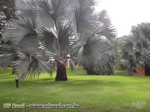 sementes Palmeira Azul Bismarckia Nobilis Gigante