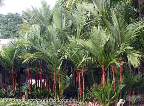 Sementes de palmeira, diversas espécies, nativas, exóticas e ornamentais