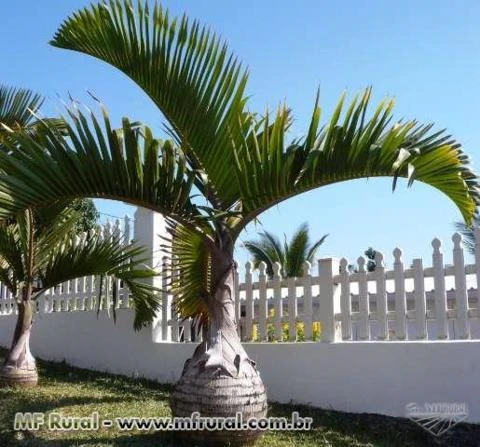 Sementes de palmeira, diversas espécies, nativas, exóticas e ornamentais
