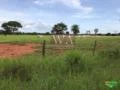 Fazenda em Barrolândia -To, para Pecuária, lavoura e horticulturas com excelente localização