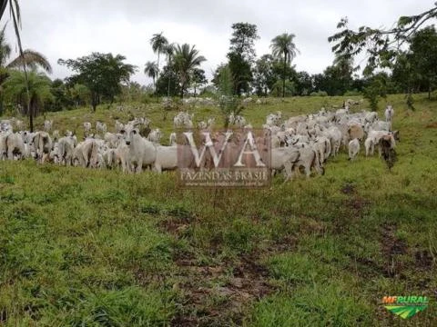 Fazenda toda formada em pastagens e montada para pecuária na região de Colméia Tocantins